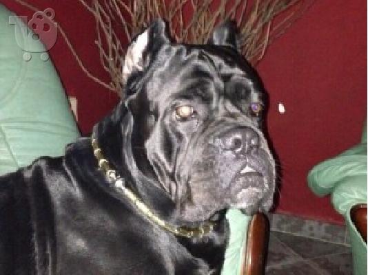 CANE CORSO =PEDIGREE